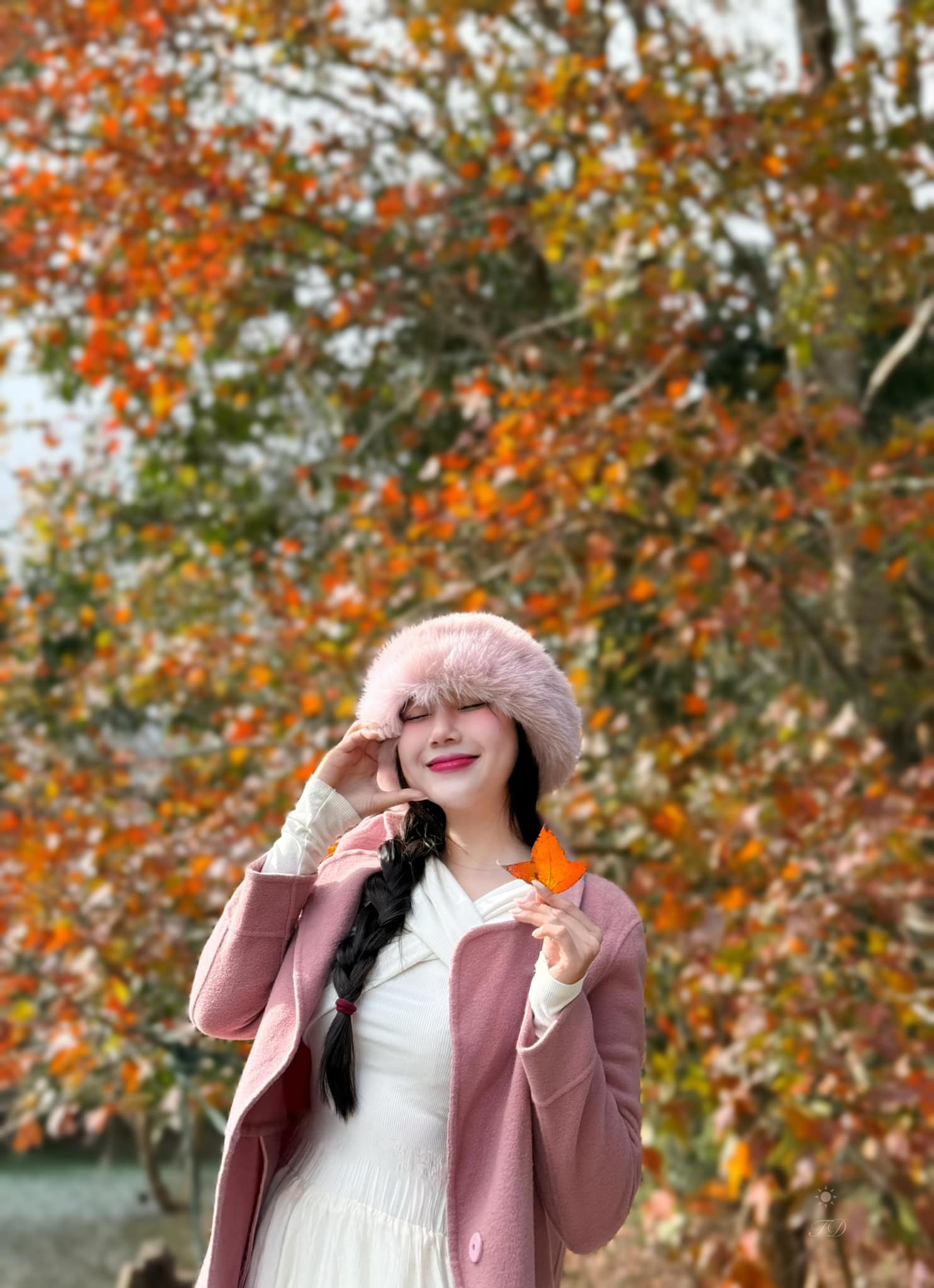 Rừng Phong Hương tại Quảng Trị