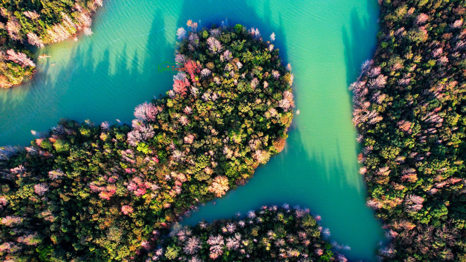 Rừng lá Phong thay lá tại Quảng Trị