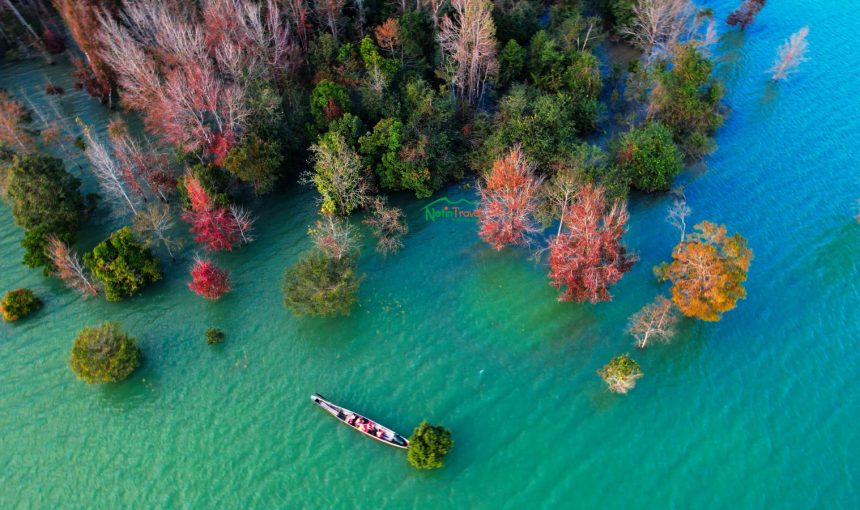 Rừng lá phong Quảng Trị – Mùa lá đỏ tháng 12 và tháng 1 đẹp như trời Âu giữa Trường Sơn